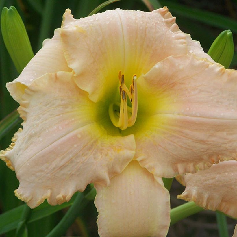 Hemerocallis Hemerocallis Bel Air Dawn - Emerocallide (Fioritura)