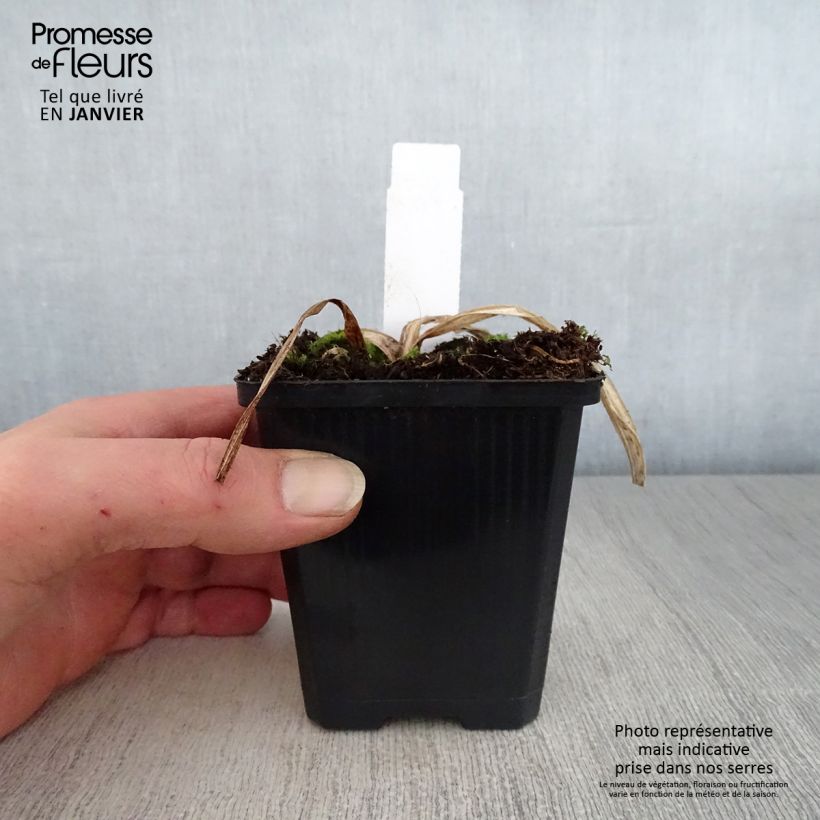 Hemerocallis Bela Lugosi - Emerocallide Vaso da 1L/1,5L esemplare consegnato in inverno