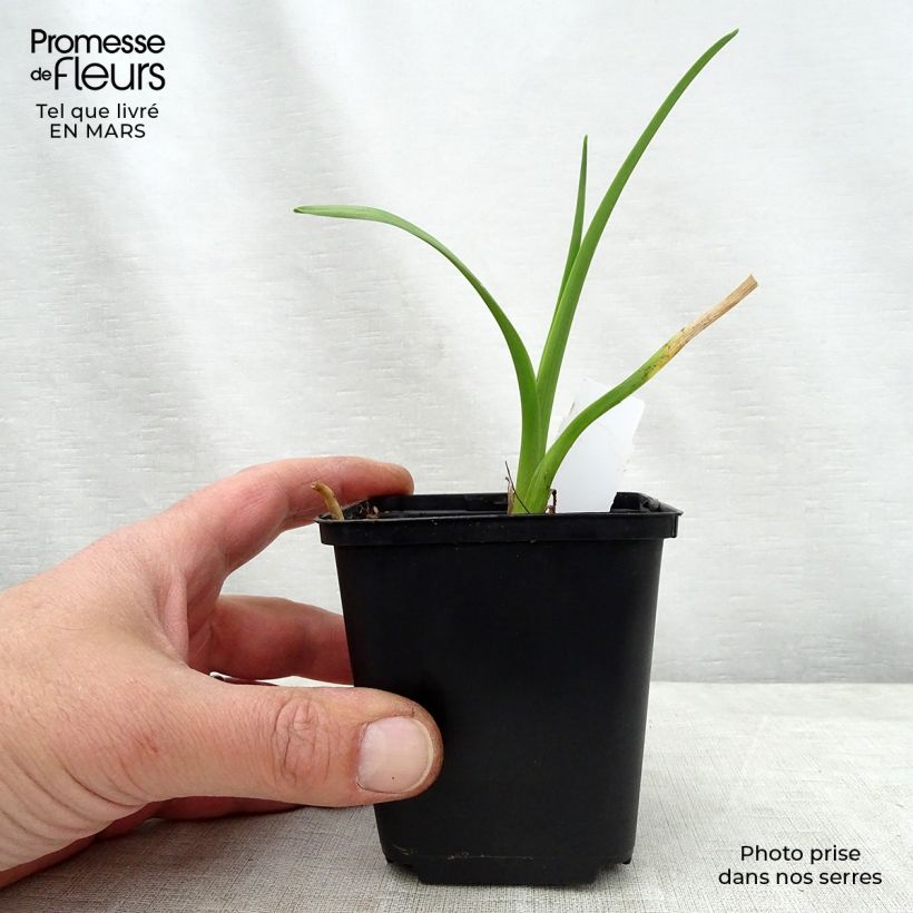 Hemerocallis Bela Lugosi - Emerocallide Vaso da 1L/1,5L esemplare consegnato in primavera