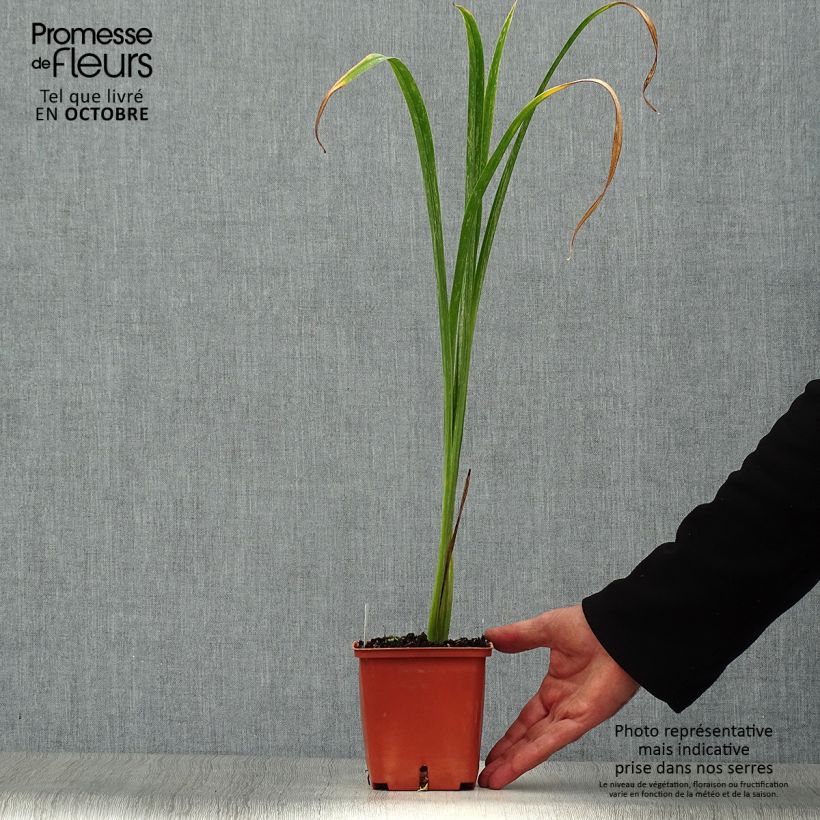 Esemplare di Hemerocallis Bela Lugosi - Emerocallide Vaso da 1L/1,5L come consegnato in autunno