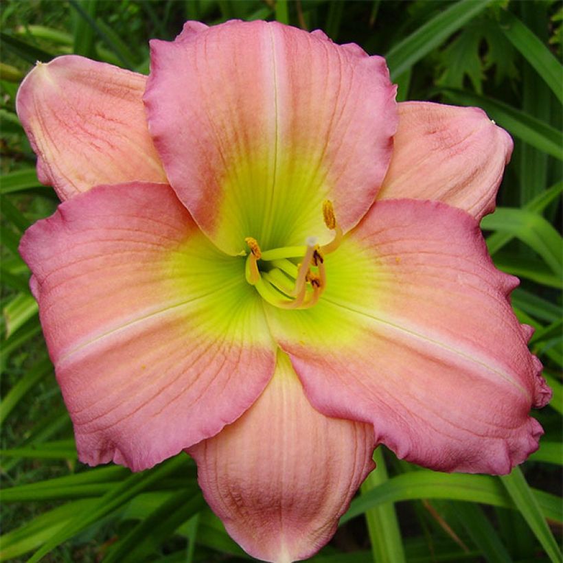 Hemerocallis Ben Norvell - Emerocallide (Fioritura)