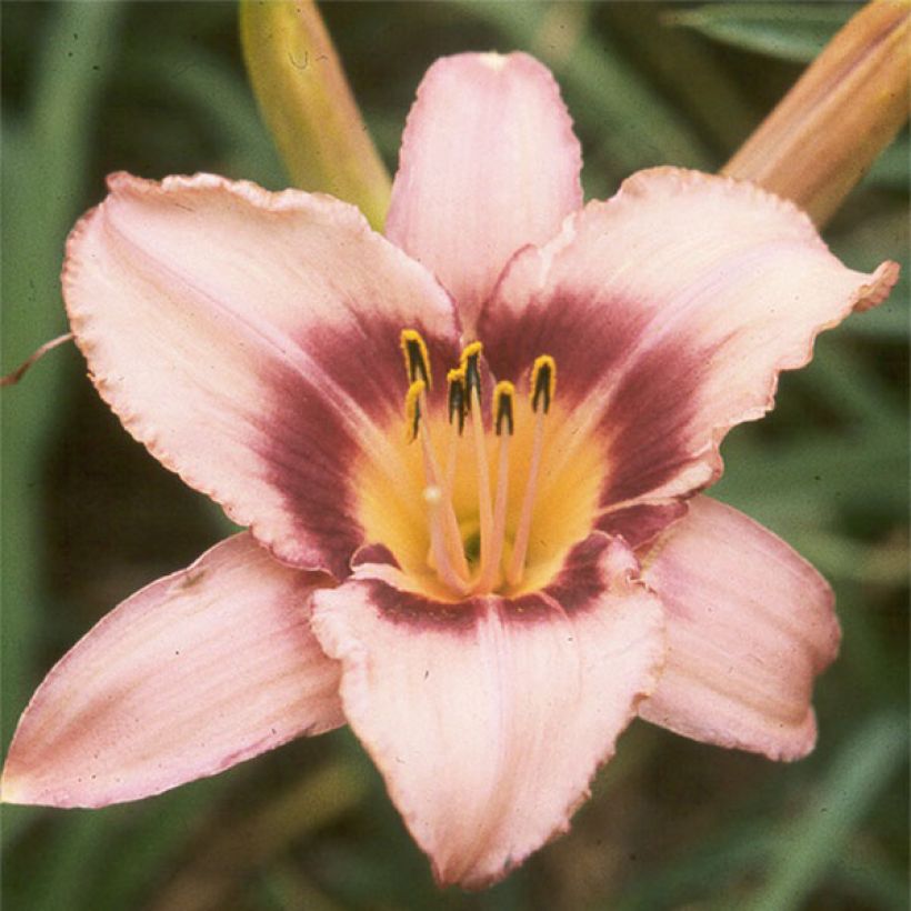 Hemerocallis Bishop Crest - Emerocallide (Fioritura)