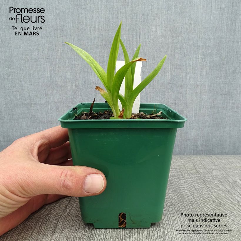 Hemerocallis Black Eyed Susan - Emerocallide Vaso da 1L/1,5L esemplare consegnato in inverno