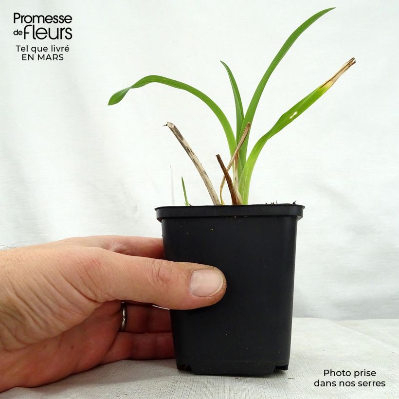 Hemerocallis Black Prince - Emerocallide Vasetto da 8/9 cm esemplare consegnato in primavera