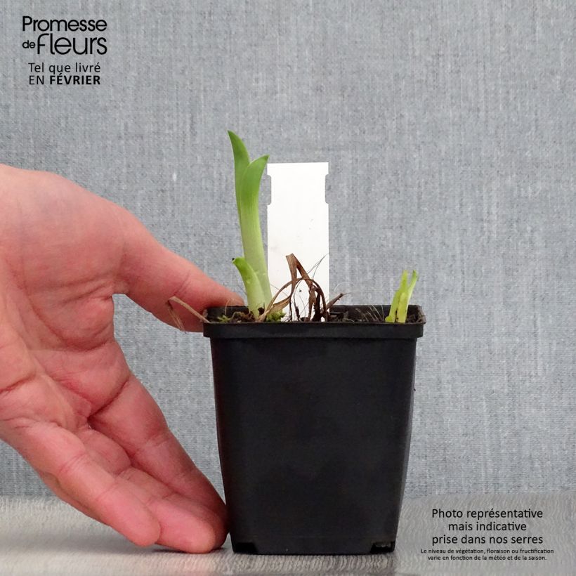Hemerocallis Black Prince - Emerocallide Vasetto da 8/9 cm esemplare consegnato in inverno