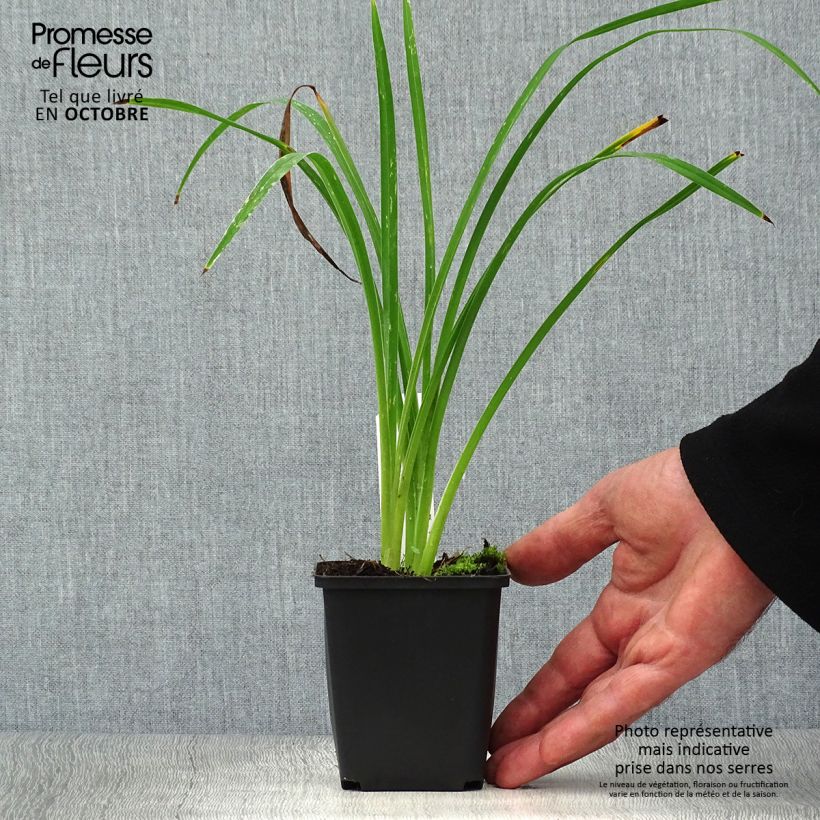 Esemplare di Hemerocallis Black Prince - Emerocallide Vasetto da 8/9 cm come consegnato in autunno