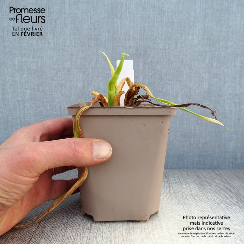 Hemerocallis Black Stockings - Emerocallide Vaso da 1L/1,5L esemplare consegnato in inverno