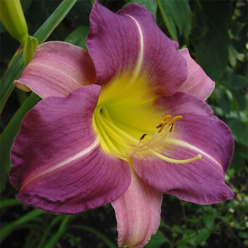 Hemerocallis Blue Sheen - Emerocallide (Fioritura)