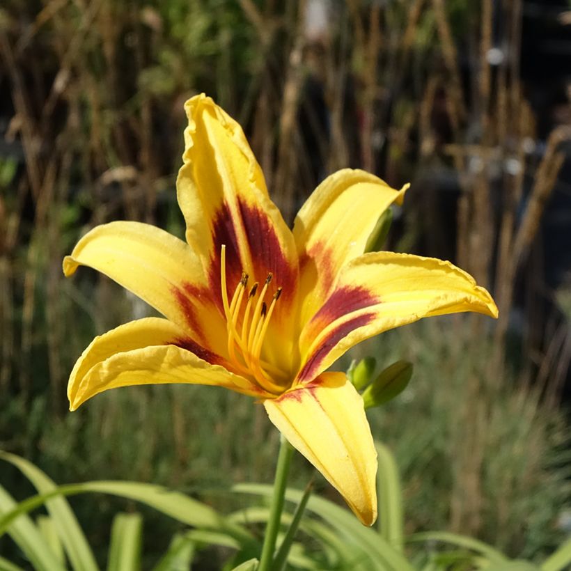 Hemerocallis Bonanza - Emerocallide (Fioritura)