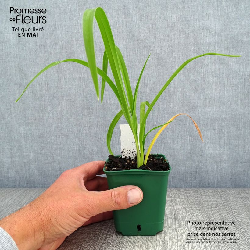 Hemerocallis Bonanza - Emerocallide Vasetto da 8/9 cm esemplare consegnato in primavera