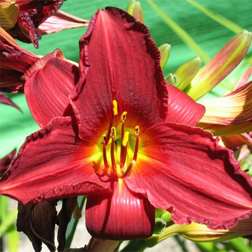 Hemerocallis Bonnie Boy - Emerocallide (Fioritura)