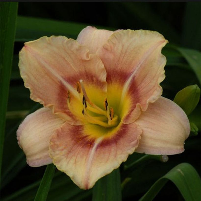 Hemerocallis Buffy's Doll - Emerocallide (Fioritura)