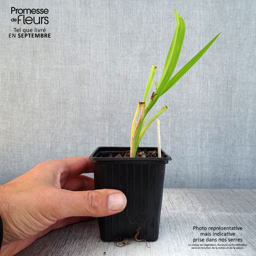 Esemplare di Hemerocallis Burning Daylight - Emerocallide Vasetto da 8/9 cm come consegnato in autunno