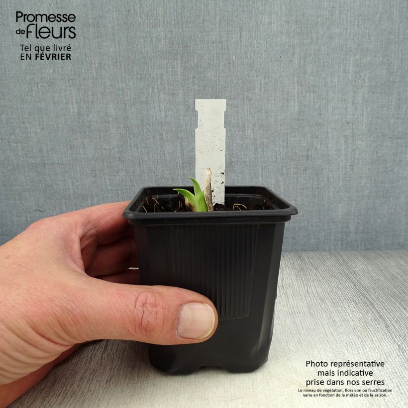 Hemerocallis Burning Daylight - Emerocallide Vasetto da 8/9 cm esemplare consegnato in inverno