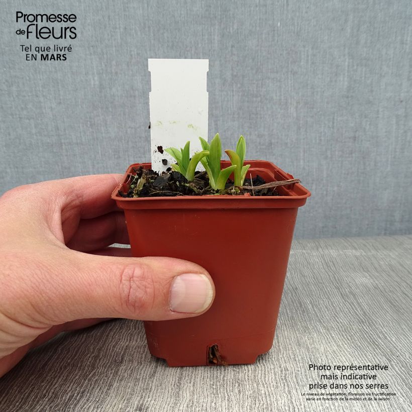 Hemerocallis By Myself - Emerocallide Vasetto da 8/9 cm esemplare consegnato in inverno