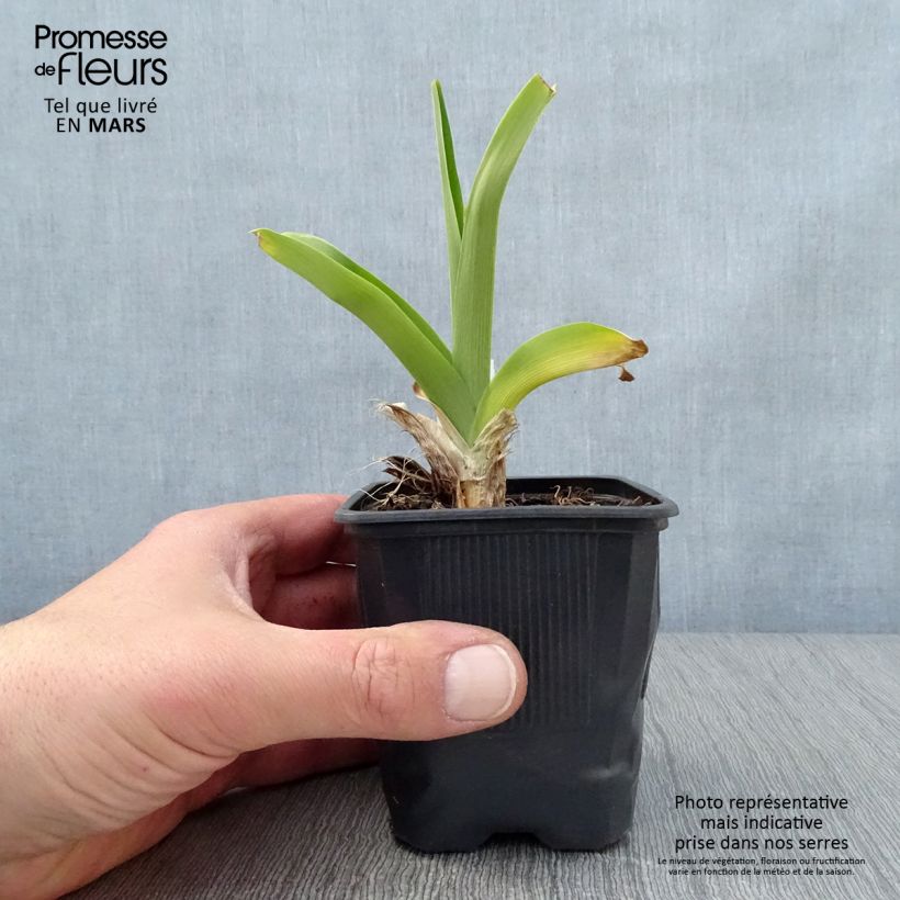 Hemerocallis Canadian Border Patrol - Emerocallide Vasetto da 8/9 cm esemplare consegnato in primavera