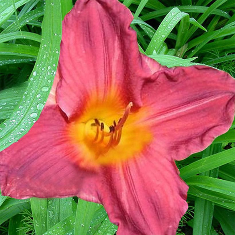 Hemerocallis Carnival Flair - Emerocallide (Fioritura)