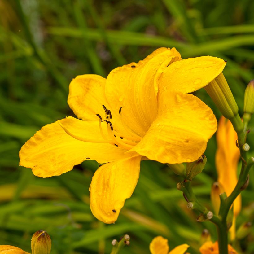Hemerocallis Cartwheels - Emerocallide (Fioritura)