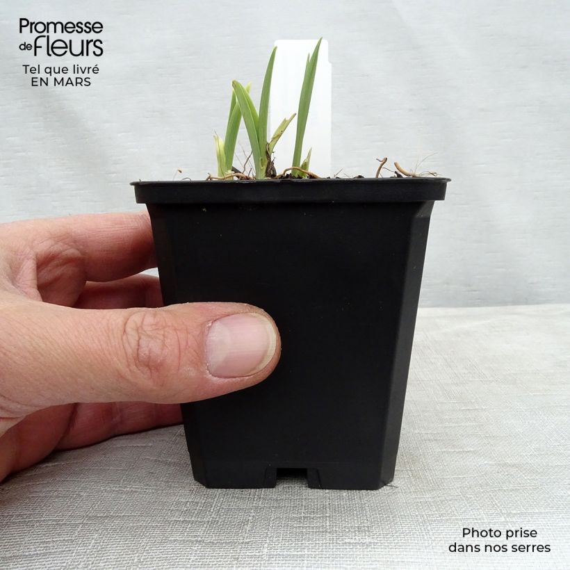 Hemerocallis Catherine Woodbury - Emerocallide Vasetto da 8/9 cm esemplare consegnato in primavera