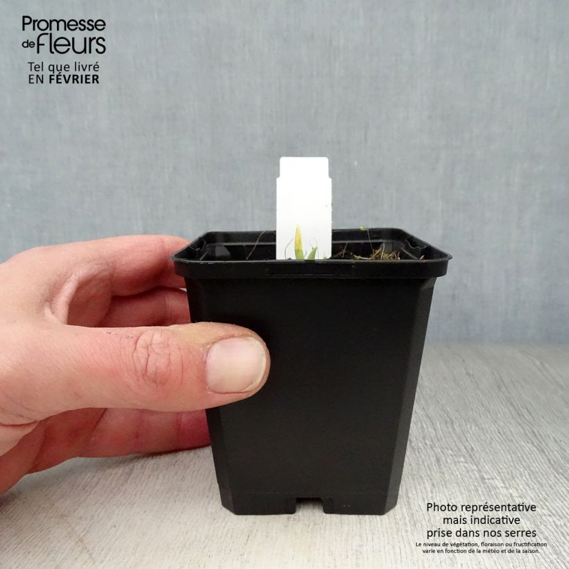 Hemerocallis Catherine Woodbury - Emerocallide Vasetto da 8/9 cm esemplare consegnato in inverno