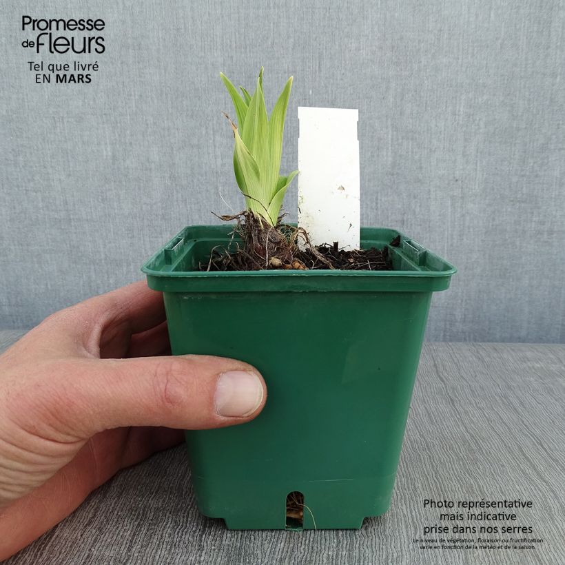 Hemerocallis Charles Johnson - Emerocallide Vaso da 1L/1,5L esemplare consegnato in inverno