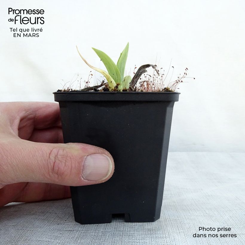 Hemerocallis Chicago Sunrise - Emerocallide Vasetto da 8/9 cm esemplare consegnato in primavera