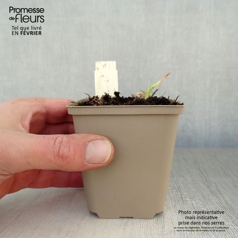 Hemerocallis Chicago Sunrise - Emerocallide Vasetto da 8/9 cm esemplare consegnato in inverno