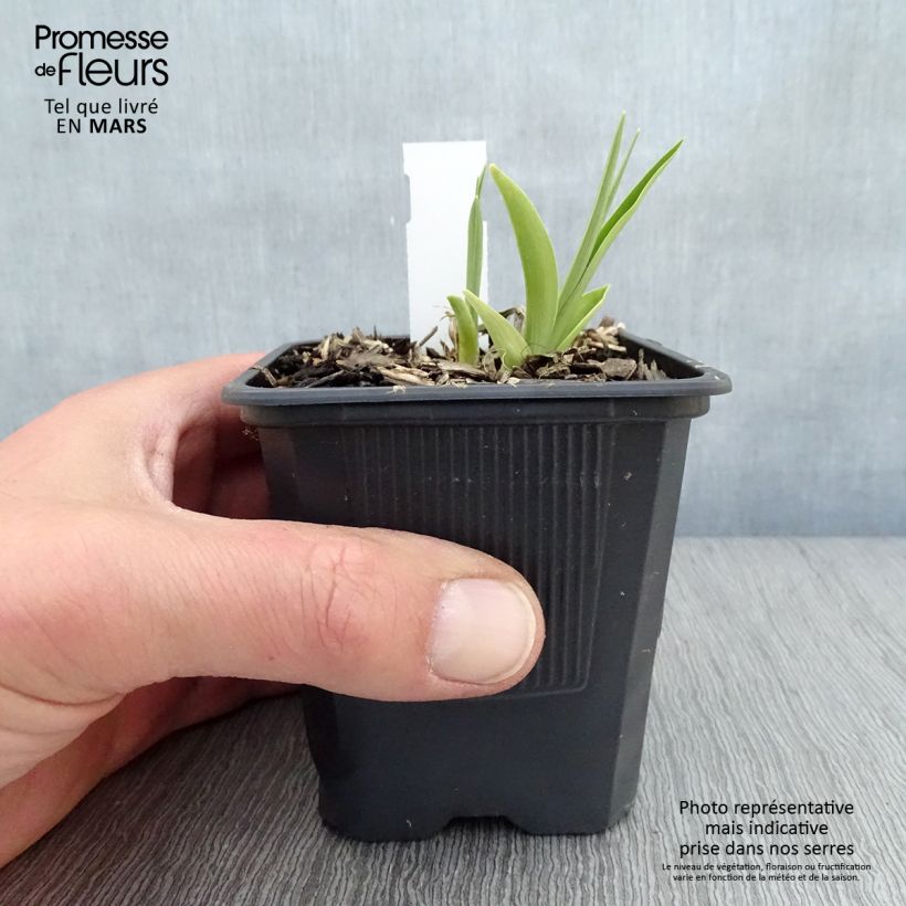 Hemerocallis Children's Festival - Emerocallide Vasetto da 8/9 cm esemplare consegnato in primavera