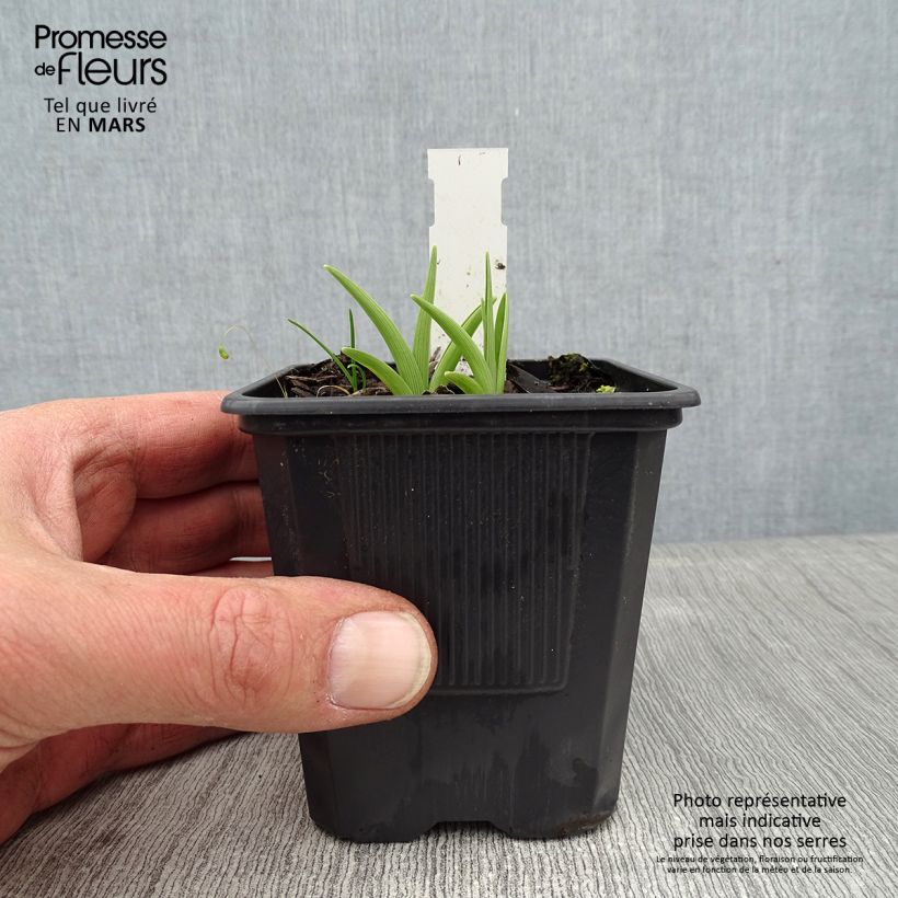 Hemerocallis Children's Festival - Emerocallide Vasetto da 8/9 cm esemplare consegnato in inverno