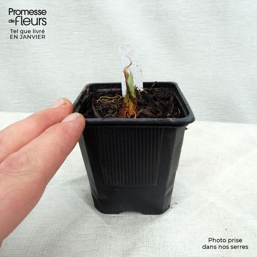 Hemerocallis Chocolate Candy - Emerocallide Vasetto da 8/9 cm esemplare consegnato in inverno