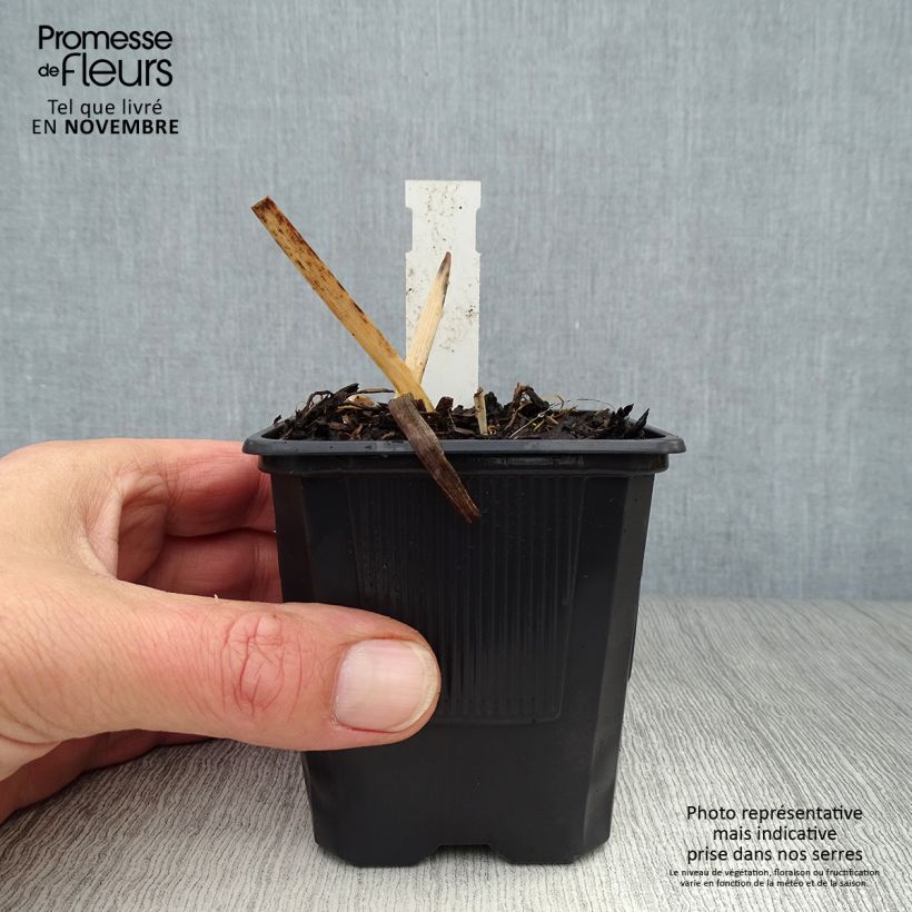 Esemplare di Hemerocallis Chocolate Candy - Emerocallide Vasetto da 8/9 cm come consegnato in autunno