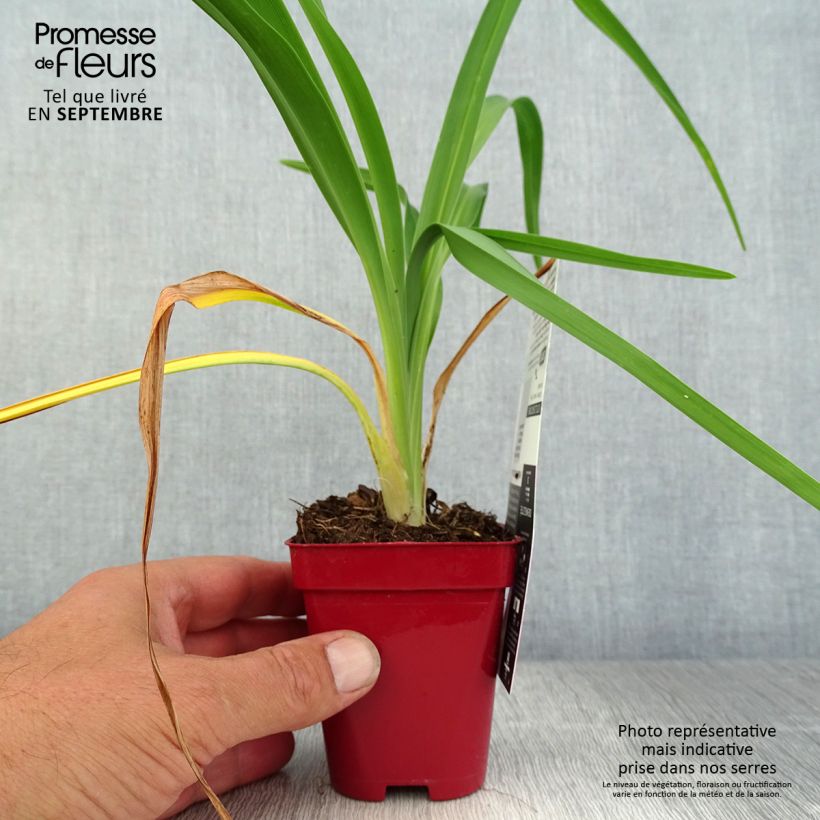 Esemplare di Hemerocallis Chosen Love - Emerocallide Vasetto da 8/9 cm come consegnato in autunno