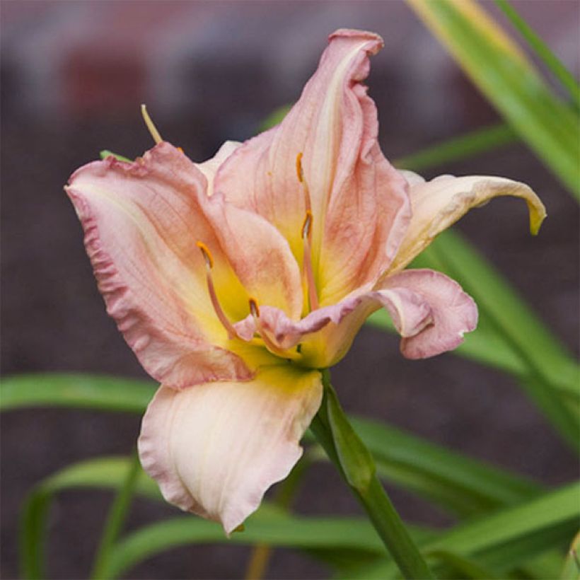 Hemerocallis Cindy Marie - Emerocallide (Fioritura)