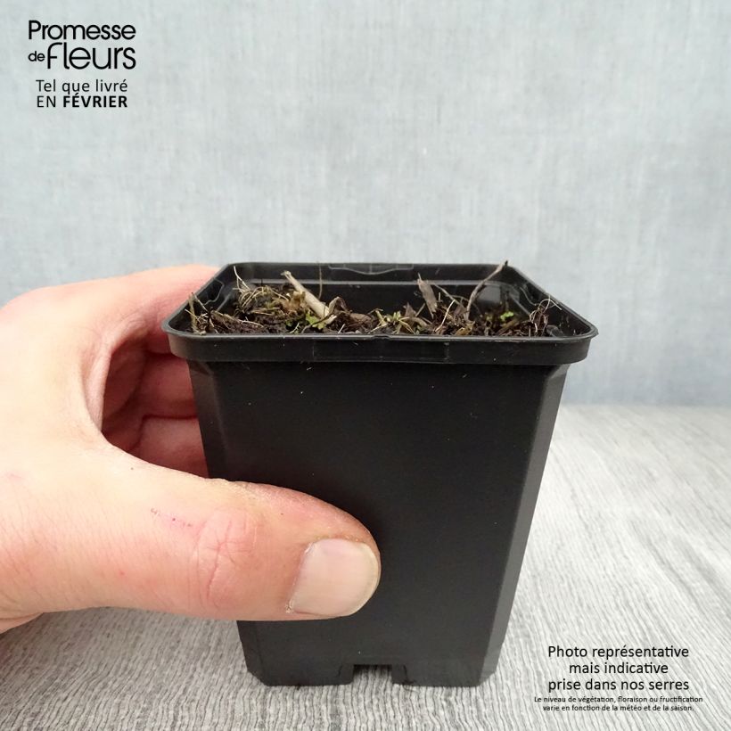 Hemerocallis Corky - Emerocallide Vasetto da 8/9 cm esemplare consegnato in inverno