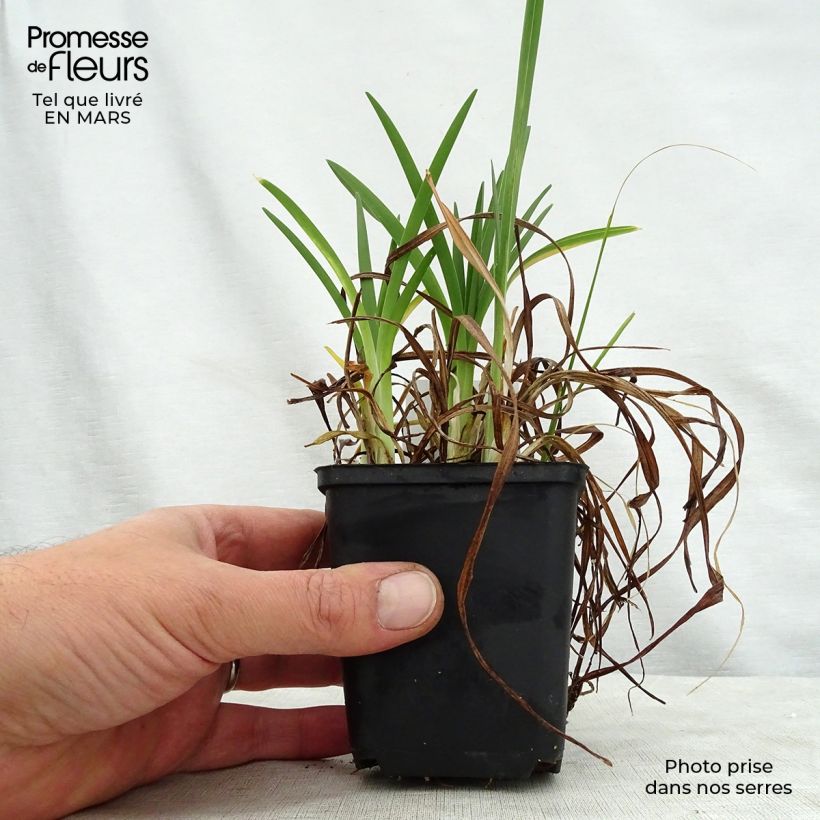 Hemerocallis Cosmopolitan - Emerocallide Vasetto da 8/9 cm esemplare consegnato in primavera