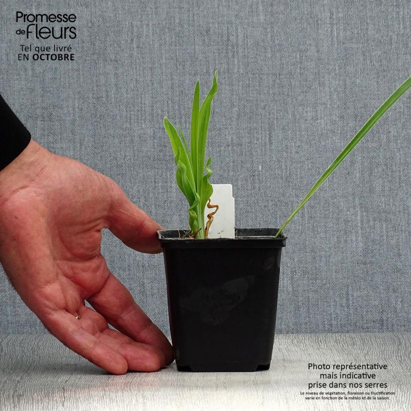 Esemplare di Hemerocallis Cosmopolitan - Emerocallide Vasetto da 8/9 cm come consegnato in autunno