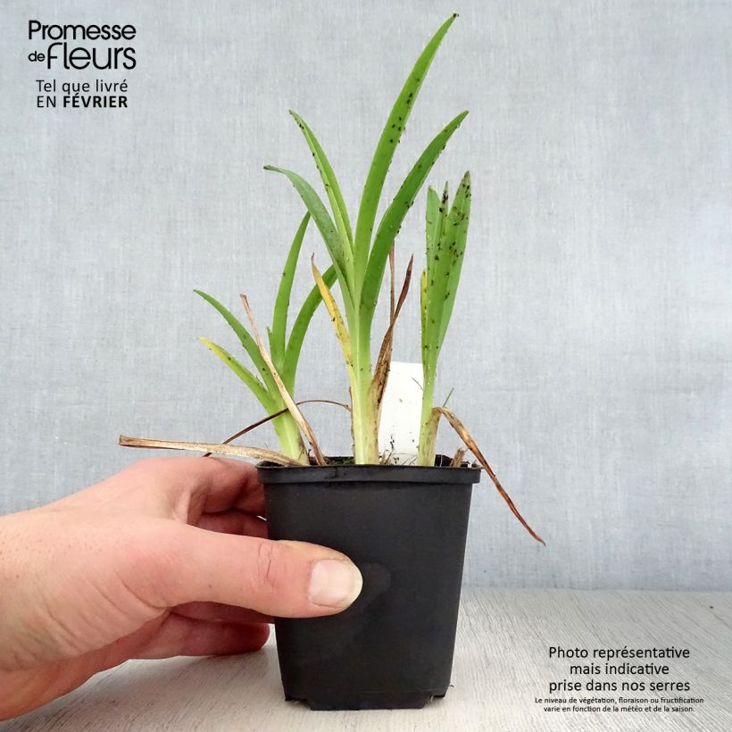 Hemerocallis Cosmopolitan - Emerocallide Vasetto da 8/9 cm esemplare consegnato in inverno