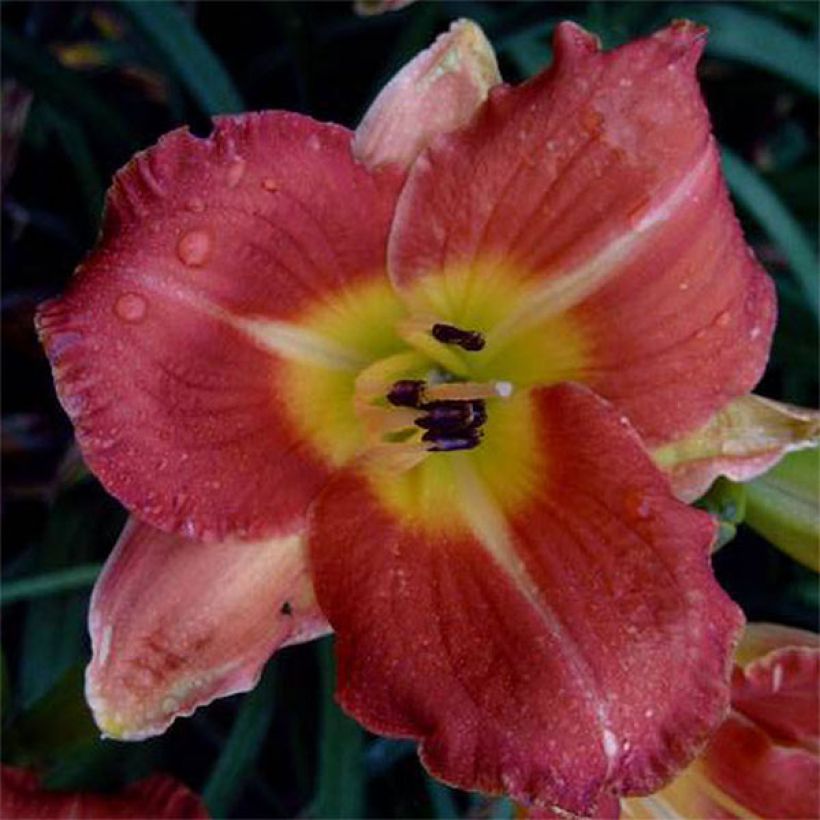 Hemerocallis Crackling Rosie - Emerocallide (Fioritura)