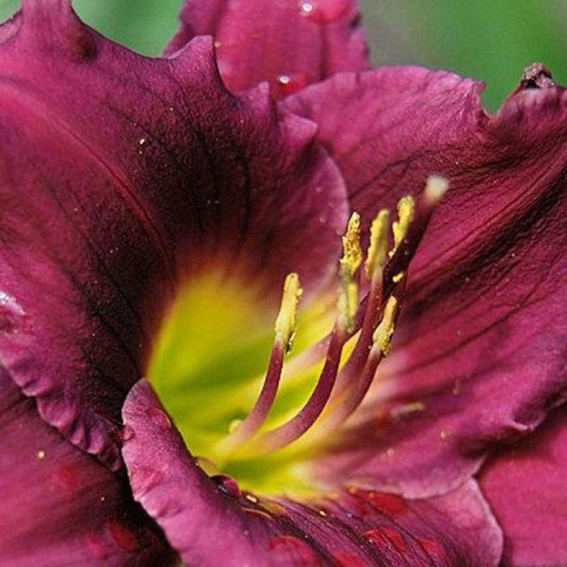 Hemerocallis Cawley Crown - Emerocallide (Fioritura)