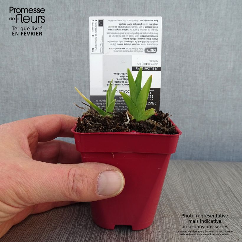 Hemerocallis Crimson Glory - Emerocallide Vasetto da 8/9 cm esemplare consegnato in inverno