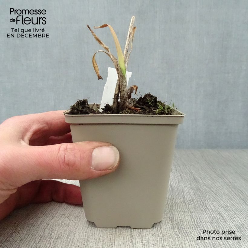 Hemerocallis Crimson Pirate - Emerocallide Vasetto da 8/9 cm esemplare consegnato in inverno