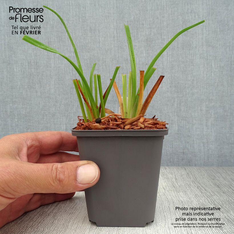 Esemplare di Hemerocallis Custard Candy - Emerocallide Vasetto da 8/9 cm come consegnato in autunno