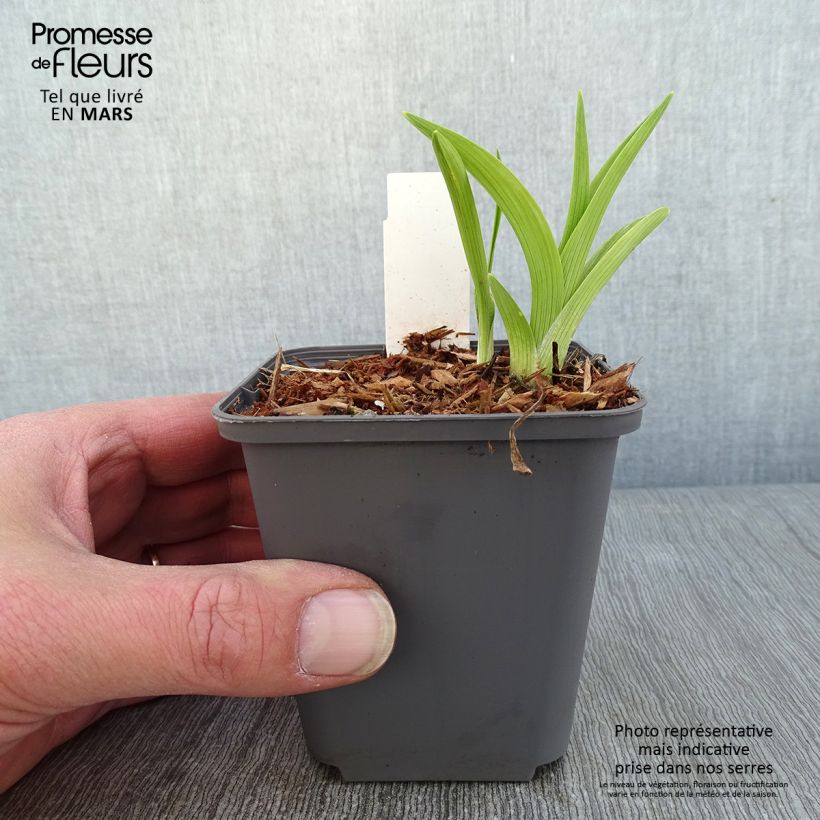 Hemerocallis Custard Candy - Emerocallide Vasetto da 8/9 cm esemplare consegnato in inverno