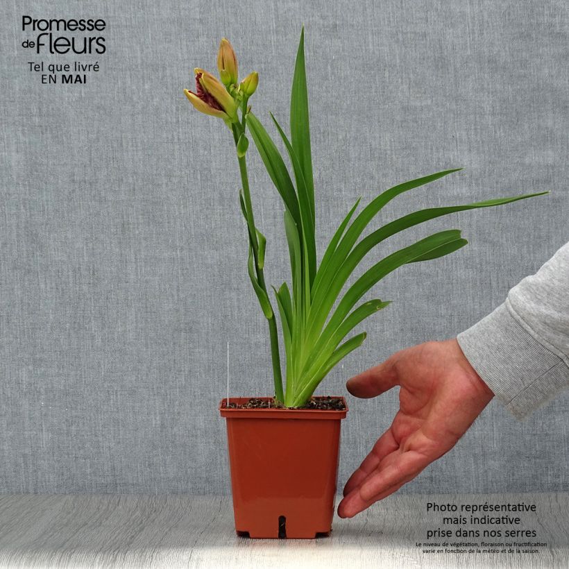 Hemerocallis Daring Deception - Emerocallide Vaso da 1L/1,5L esemplare consegnato in primavera