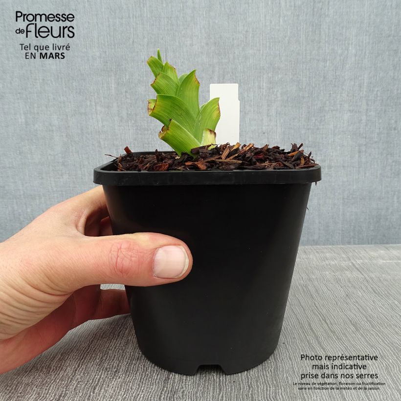 Hemerocallis Destined to See - Emerocallide Vaso da 1L/1,5L esemplare consegnato in inverno