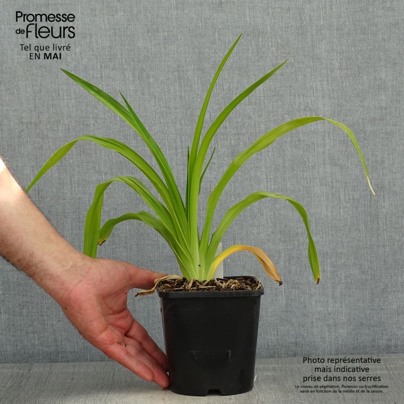 Hemerocallis Destined to See - Emerocallide Vaso da 1L/1,5L esemplare consegnato in primavera
