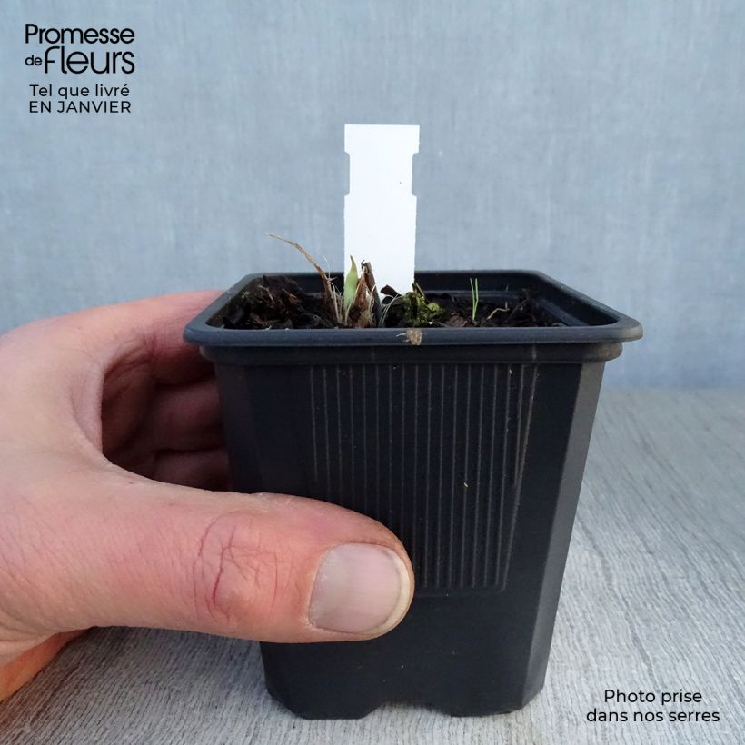 Hemerocallis Double River Wye - Emerocallide Vasetto da 8/9 cm esemplare consegnato in inverno