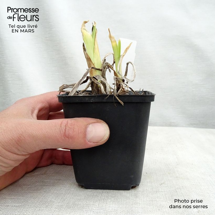 Hemerocallis Dragons Eye - Emerocallide Vaso da 1L/1,5L esemplare consegnato in inverno