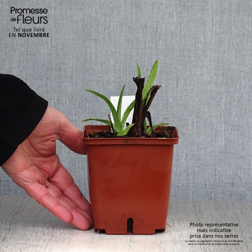 Esemplare di Hemerocallis Dragons Eye - Emerocallide Vaso da 1L/1,5L come consegnato in autunno