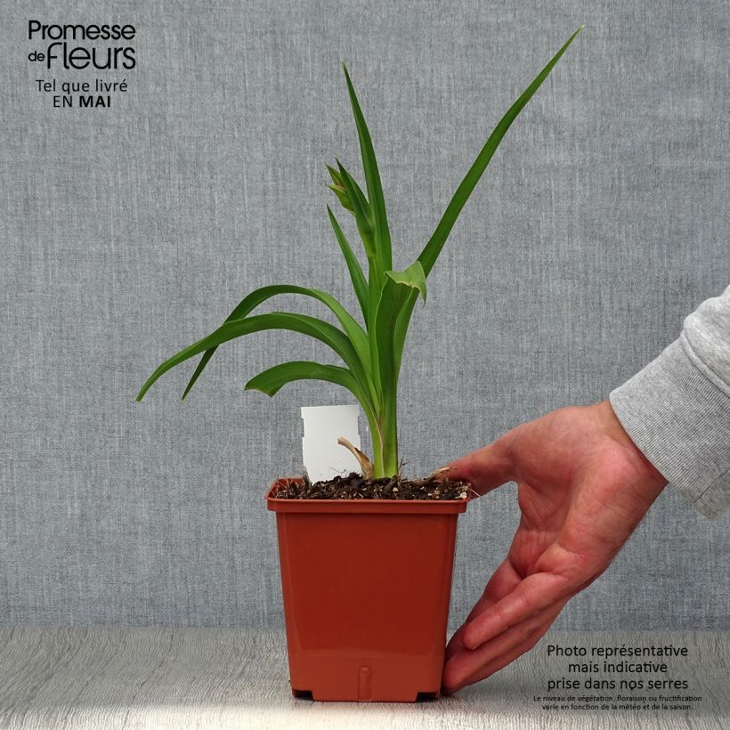 Hemerocallis Dream Legacy - Emerocallide Vaso da 1L/1,5L esemplare consegnato in primavera